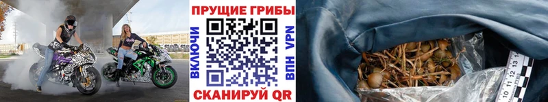 как найти закладки  Михайловка  Галлюциногенные грибы мухоморы 